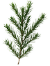  Cedar