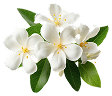  Jasmine