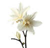 White Musk