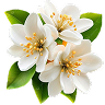 White Flowers